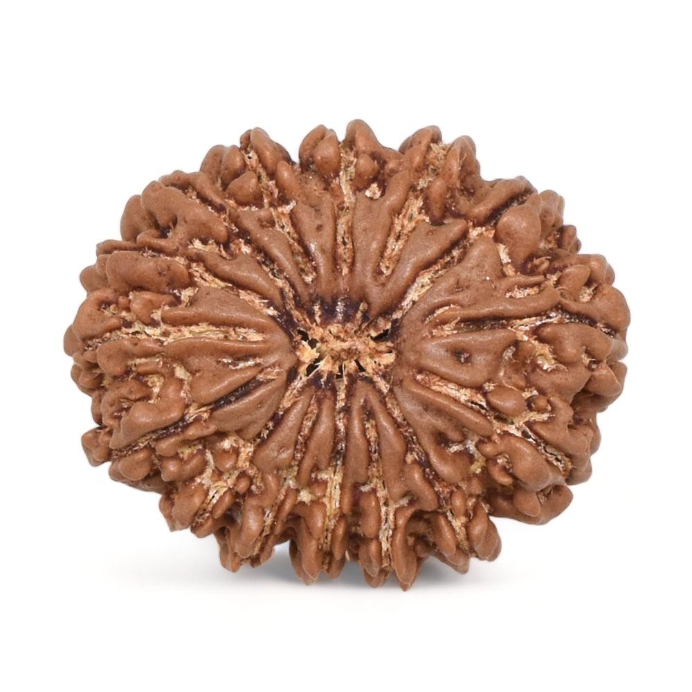 Natural 15 Mukhi Rudraksha (Nepali)