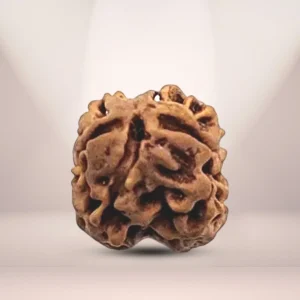 Natural 2 Mukhi Rudraksha (Nepali)