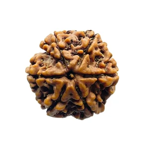 Natural 6 Mukhi Rudraksha (Nepali)