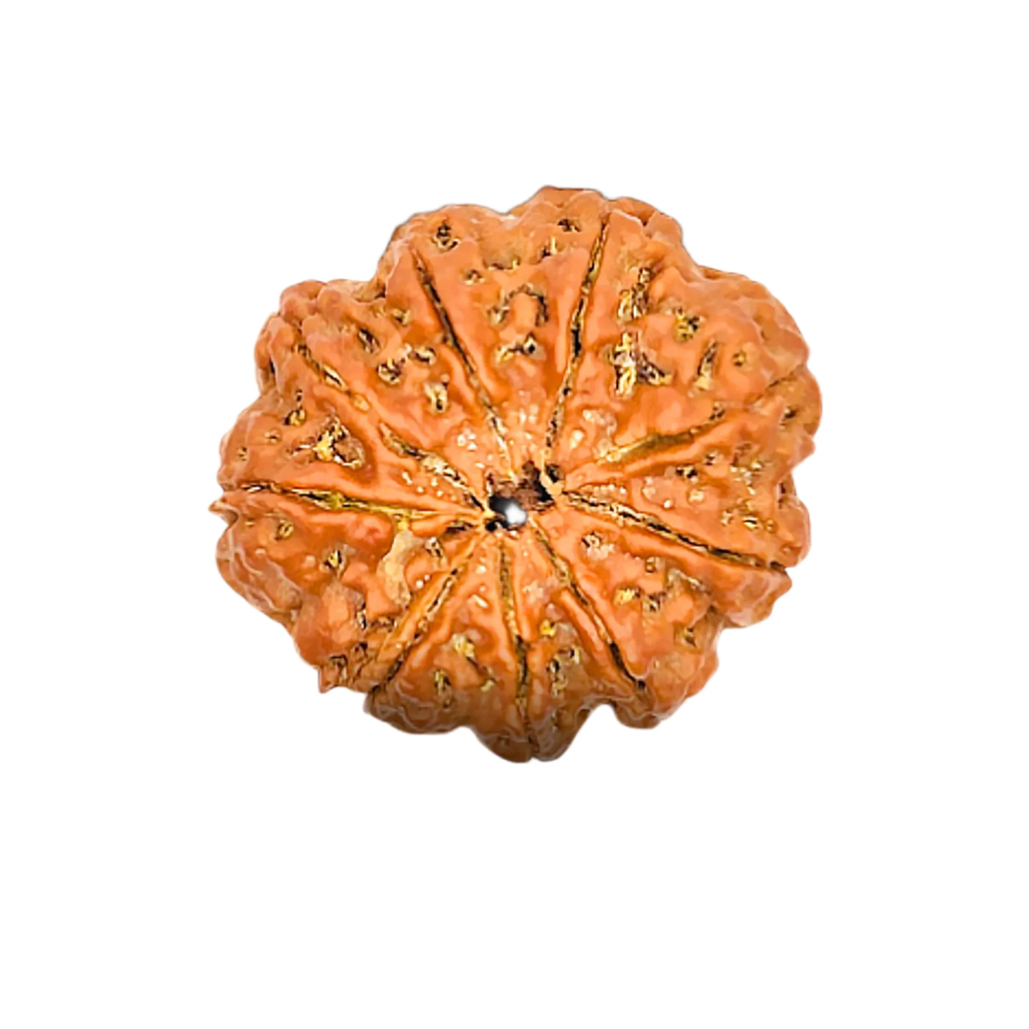 Natural 9 Mukhi Rudraksha (Nepali)