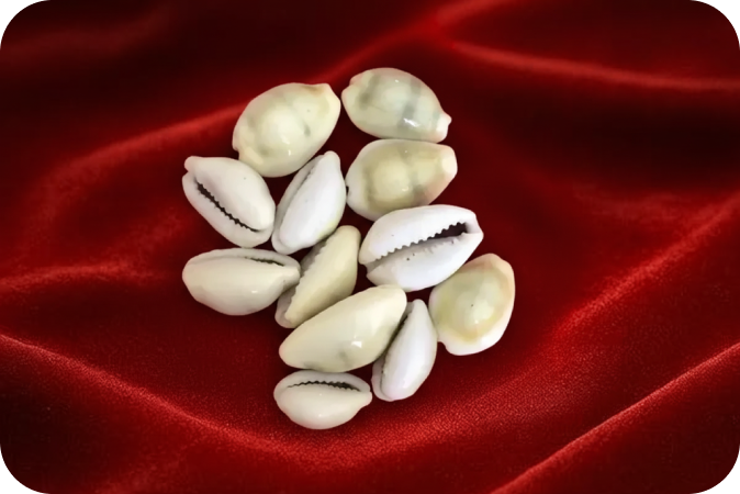 Pili Kodi(Siddh)(21 Pcs)
