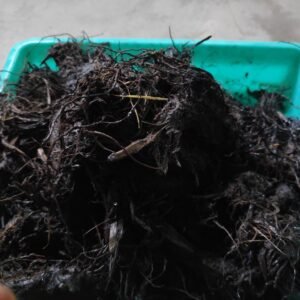 Black Turmeric